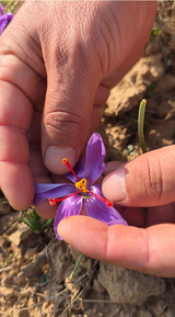 Nigeena® Pure Kashmiri Saffron (Kesar) Premium Grade Threads