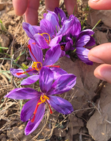 Nigeena® Pure Kashmiri Saffron (Kesar) Premium Grade Threads