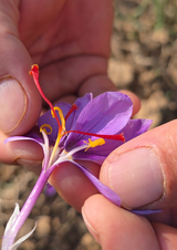 Nigeena® Pure Kashmiri Saffron (Kesar) Premium Grade Threads