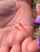 Nigeena® Pure Kashmiri Saffron (Kesar) Premium Grade Threads