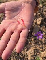 Nigeena® Pure Kashmiri Saffron (Kesar) Premium Grade Threads