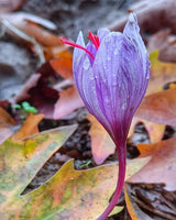 Nigeena® Pure Kashmiri Saffron (Kesar) Premium Grade Threads